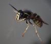 Dolichovespula saxonica